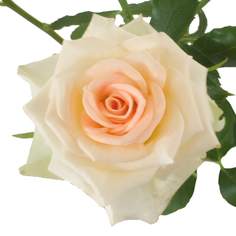 Light Peach Spray Rose Stem