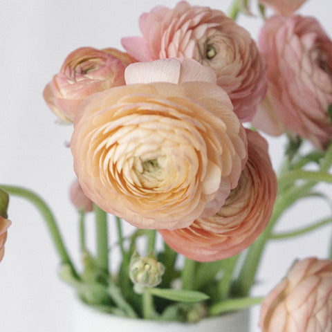 Fresh Cut Ranunculus Buy Bulk Wholesale Ranunculus Flowers | FiftyFlowers