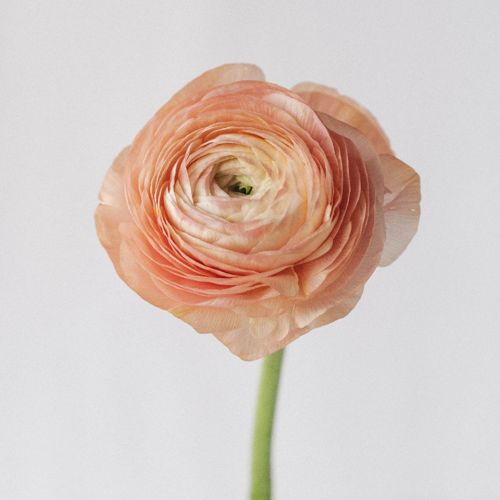 Buy Bulk Wholesale Ranunculus Flowers | FiftyFlowers