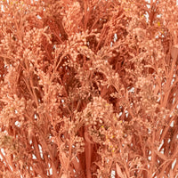 Peachy Orange Tinted Solidago Wildflower Close Up - Image