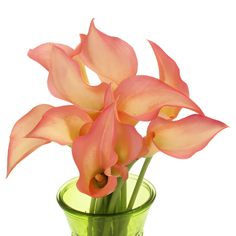 Peachy Pale Yellow Mini Calla Lily Flower