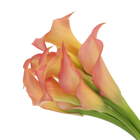 Peachy Pale Yellow Mini Calla Lily Flower