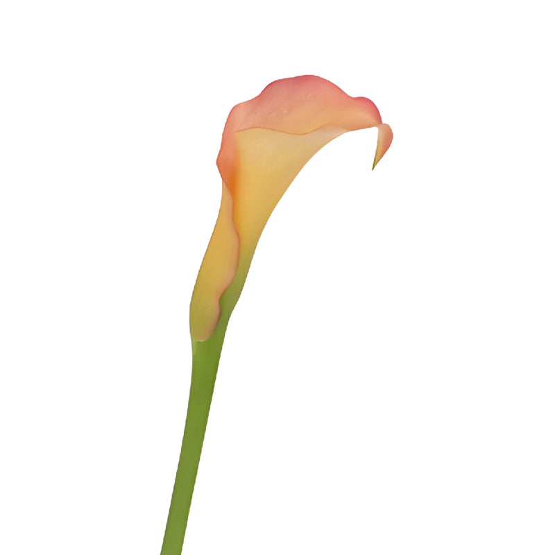 Peachy Pale Yellow Mini Calla Lily Flower