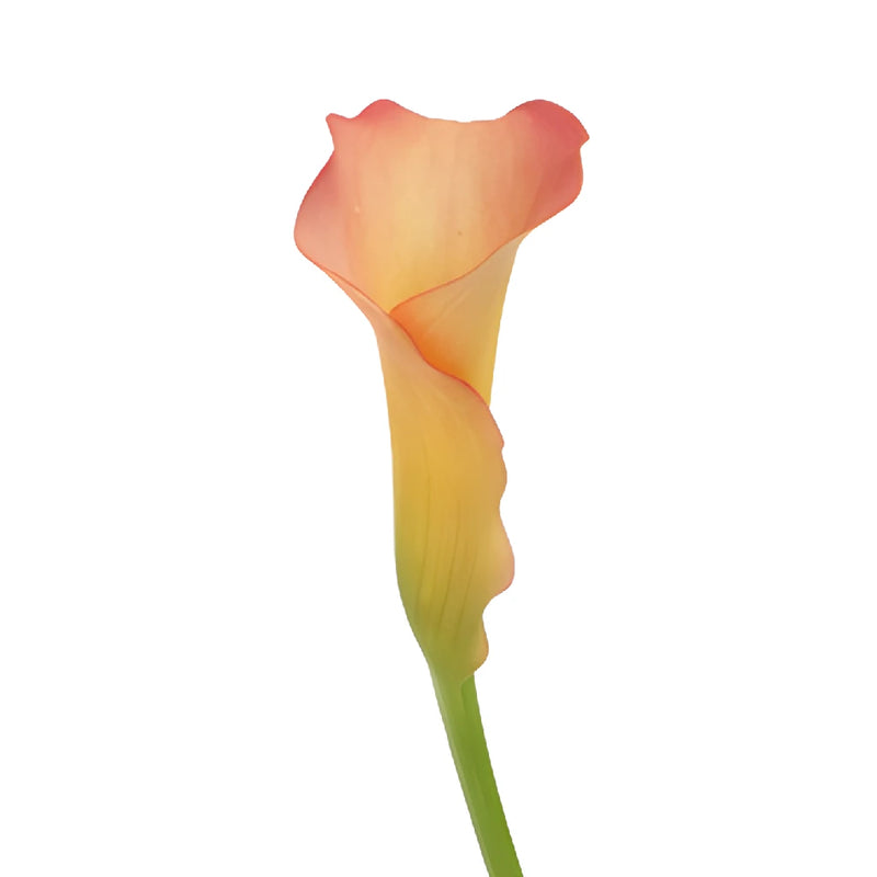 Peachy Pale Yellow Mini Calla Lily Flower