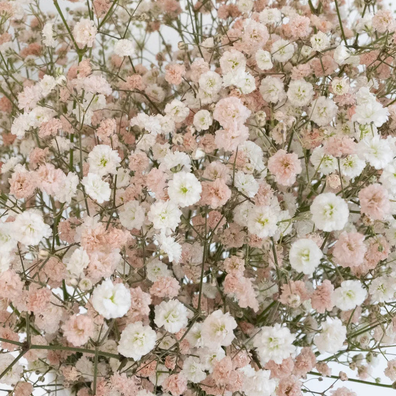 Peachy Pink Airbrushed Babys Breath Flower Close Up - Image