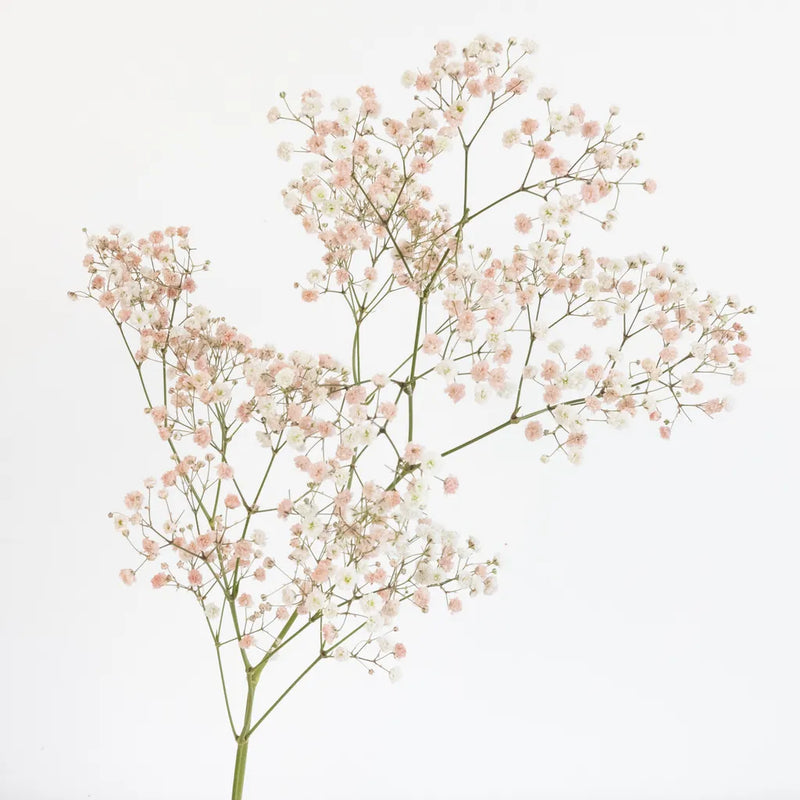 Peachy Pink Airbrushed Babys Breath Flower Stem - Image