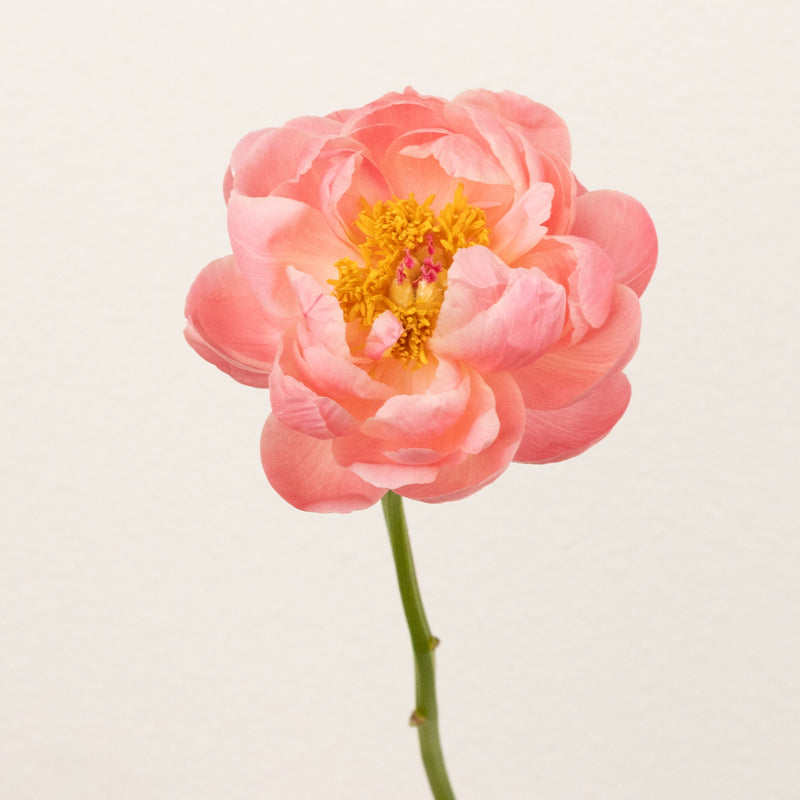 Peachy Pink Coral Peonies Other - Image