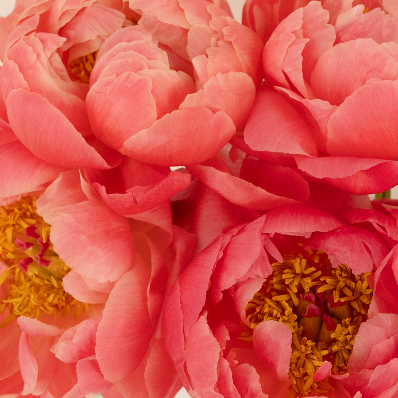 Peachy Pink Coral Peonies Apron - Image