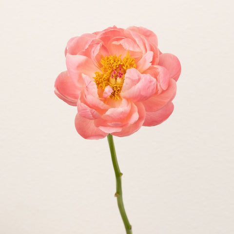 Peachy Pink Coral Peonies For Mothers Day Stem - Image