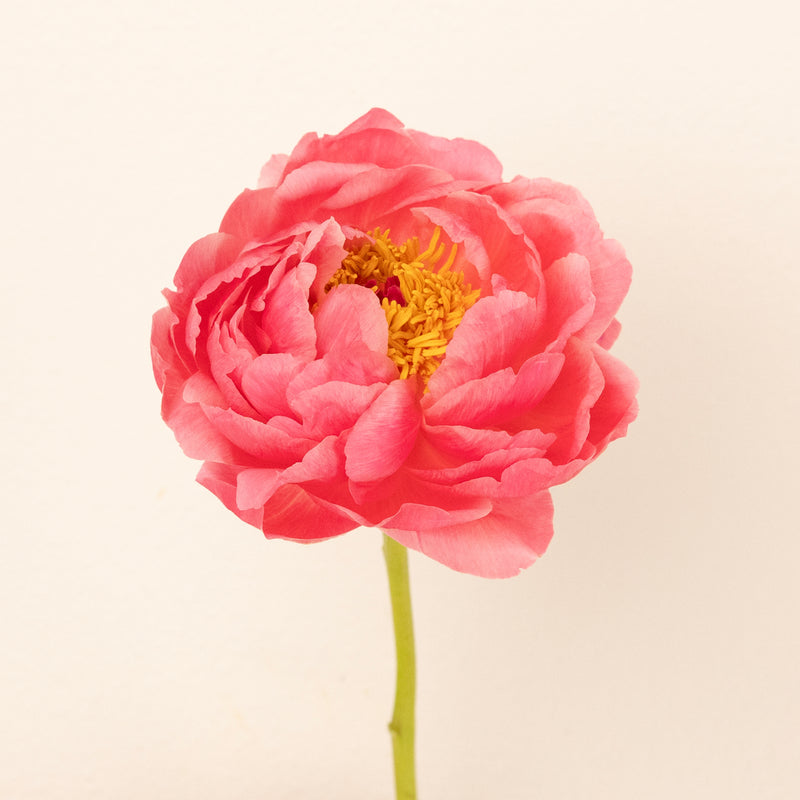Peachy Pink Coral Peonies For Mothers Day Vase - Image