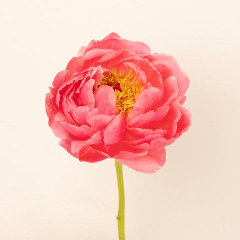 Peachy Pink Coral Peonies Other - Image