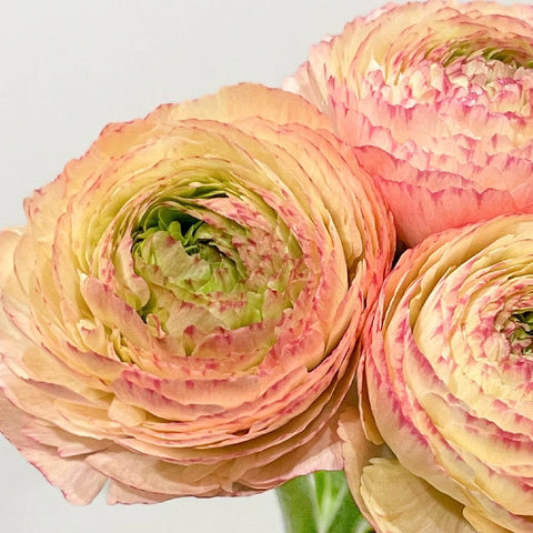 Peachy Tuareg Cloony Ranunculus Close Up - Image