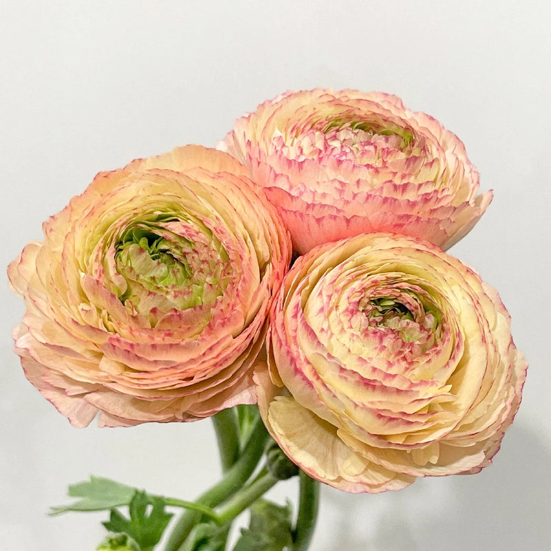 Peachy Tuareg Cloony Ranunculus Vase - Image