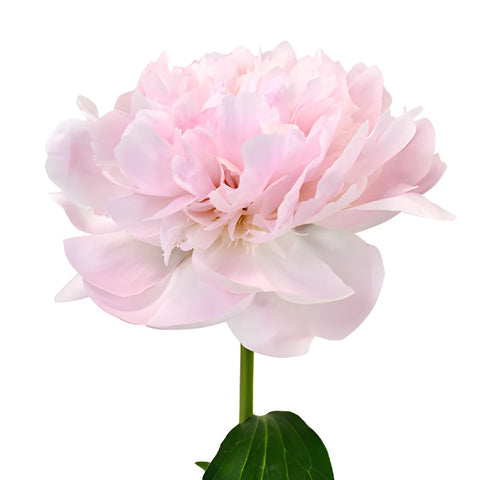 Pecher Blush Pink Peony Side Stem View