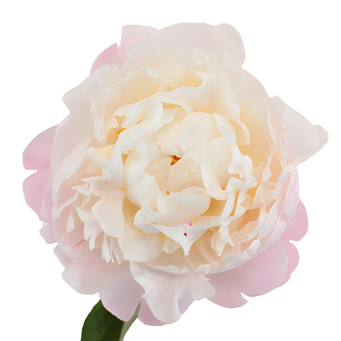 Pecher Blush Pink Peony Stem