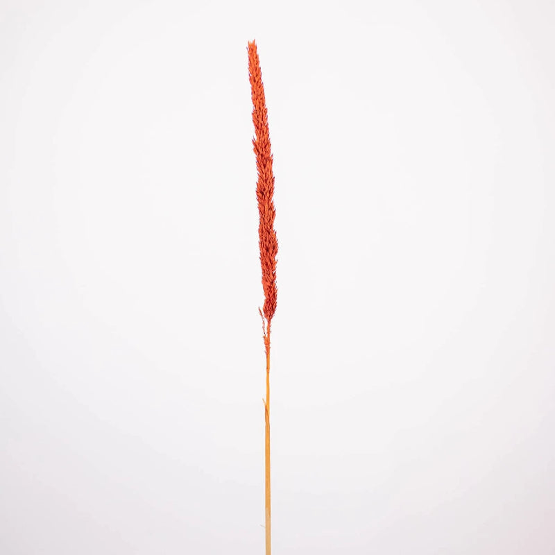 Brown Dried Typha Grass