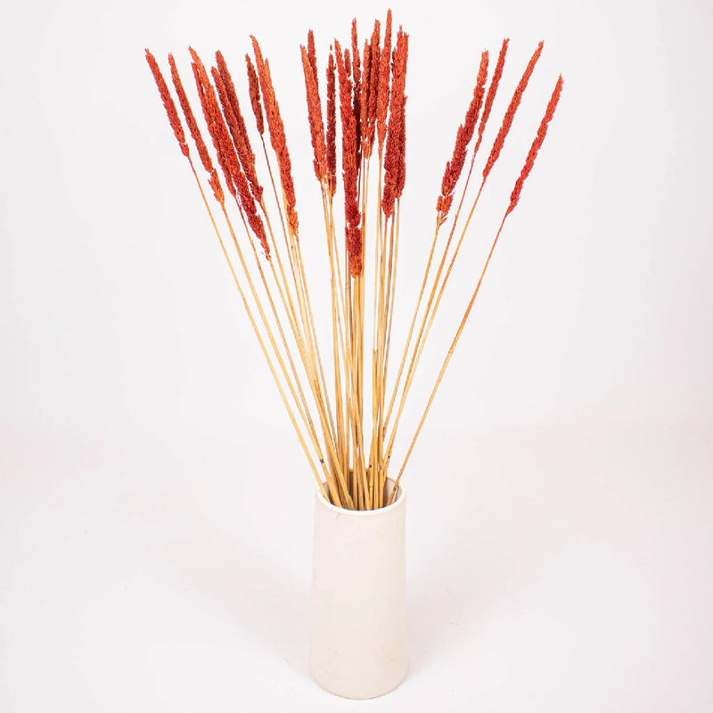 Brown Dried Typha Grass