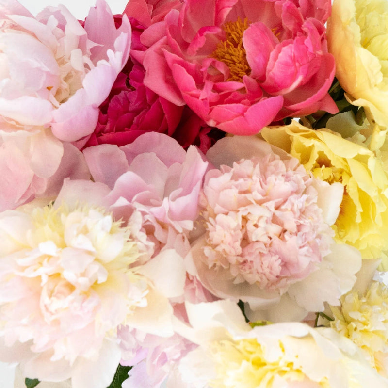 Buy Wholesale Peonies Flower Mixed Colors June Delivery in Bulk - F