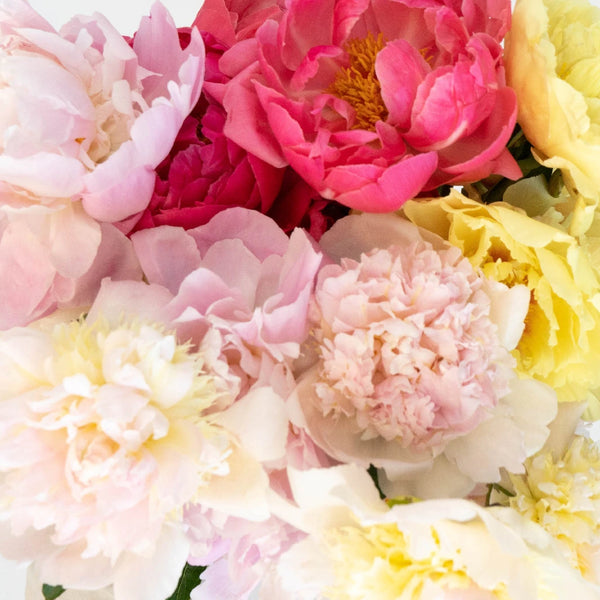 Buy Wholesale Medium Pink Peonies for July in Bulk - FiftyFlowers