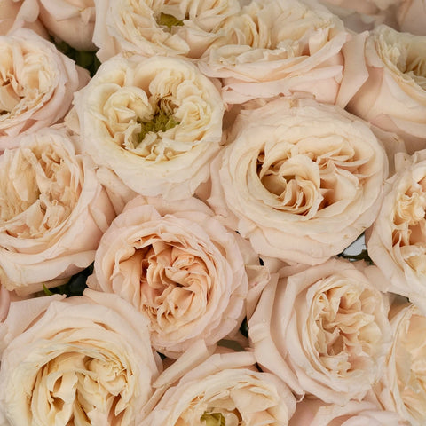 Peony Rose Cream Yves Piaget Close Up - Image