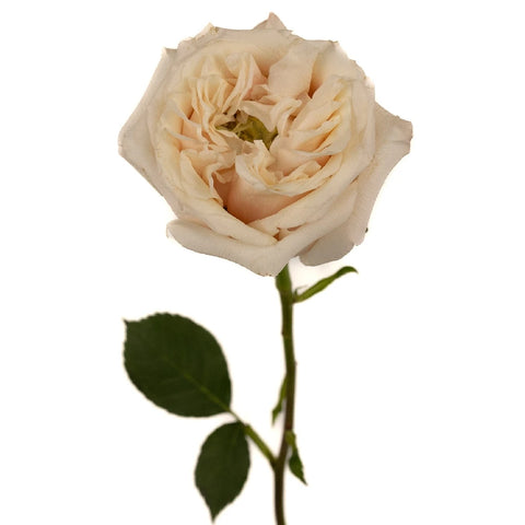 Peony Rose Cream Yves Piaget Stem - Image