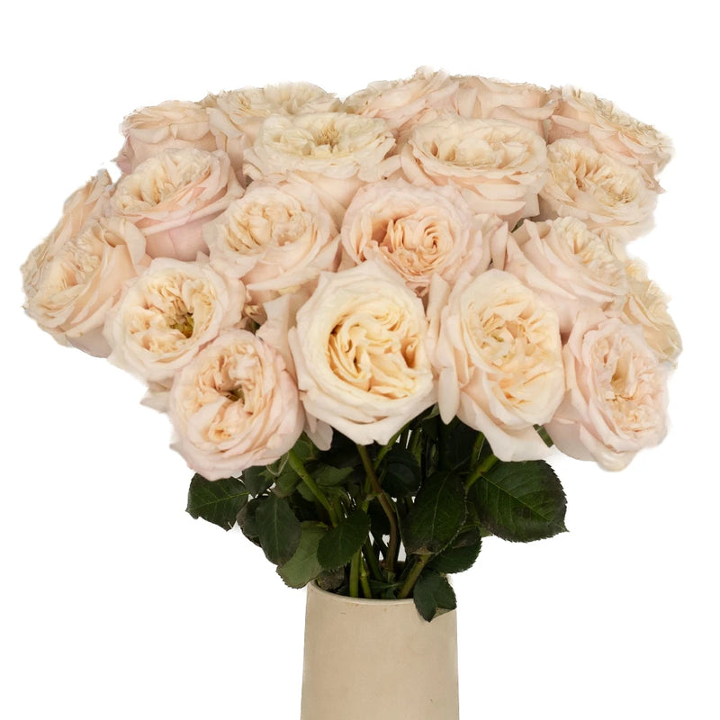 Peony Rose Cream Yves Piaget Vase - Image