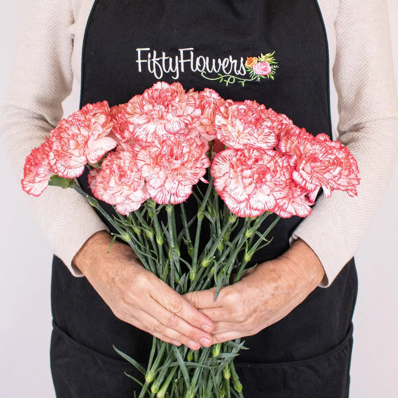Red and White Peppermint Carnation Flower Bunch in Hand