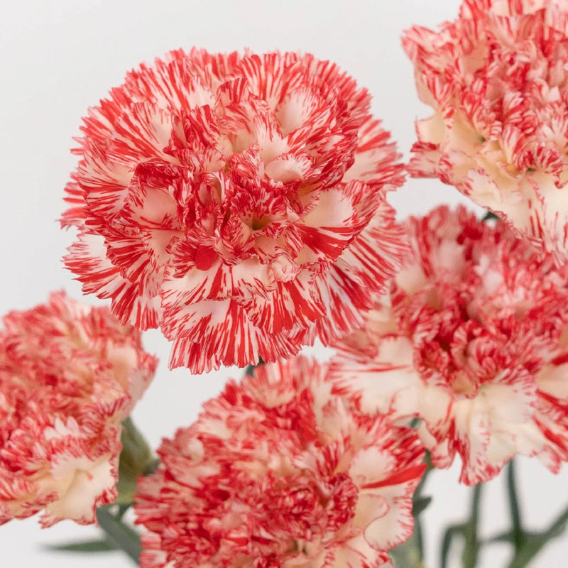 Peppermint Carnation Flowers Vase - Image