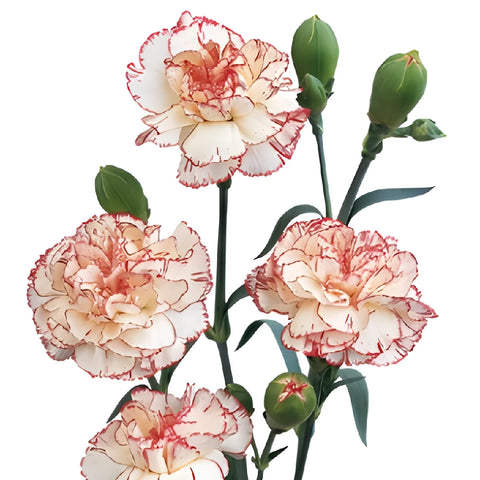 Peppermint Mini Carnation Flowers Up Close