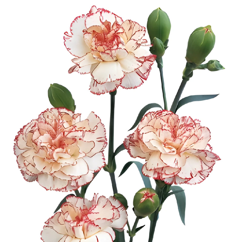 Peppermint Mini Carnation Flowers Up Close