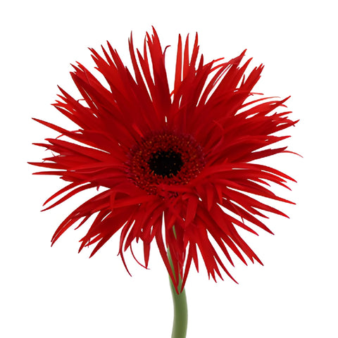 Crimson Spider Gerbera Daisy Flower