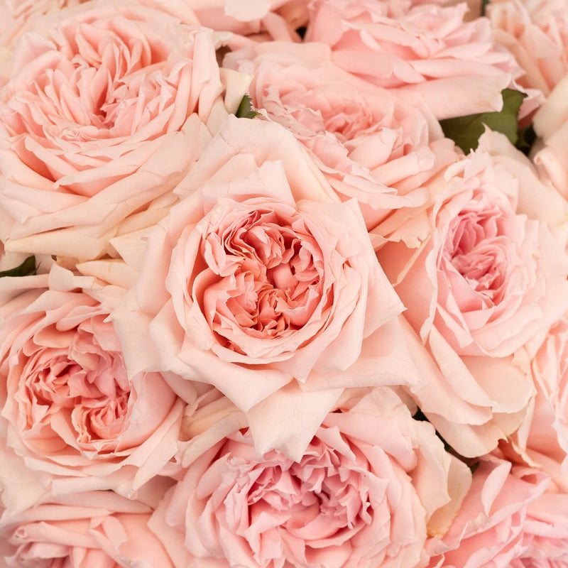 Perfect Pink Garden Rose Close Up - Image