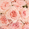 Perfect Pink Garden Rose