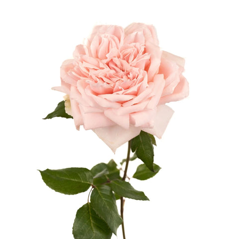 Perfect Pink Garden Rose Stem - Image