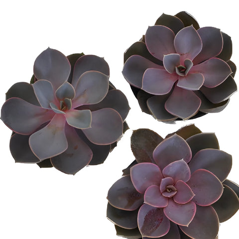 Purple Succulent Flower