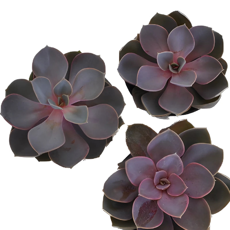 Purple Succulent Flower