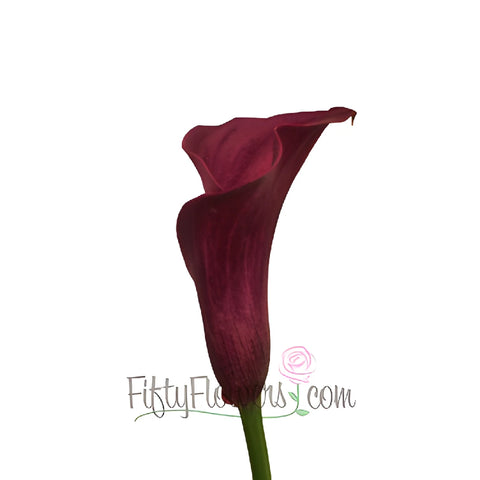Purpleberry Mini Calla Lily Flower
