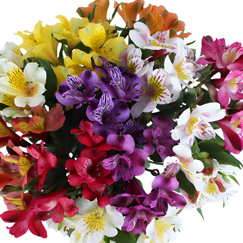 Save The Alstromeria Growers DIY Flower Kit