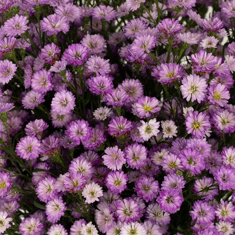 Petite Hot Pink Aster Close Up - Image