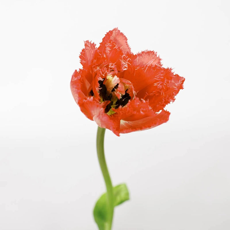 Petticoat Frill Fringed Tulip Close Up - Image