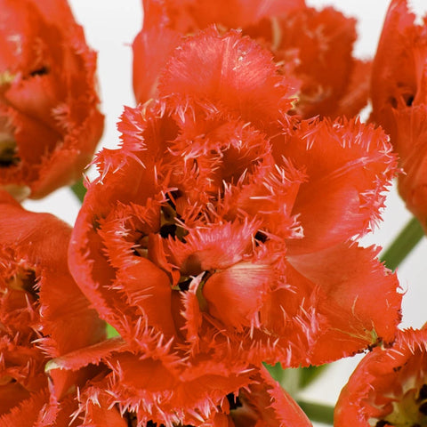 Petticoat Frill Fringed Tulip Stem - Image