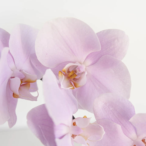 Phalaenopsis Orchid Bicolor Lavender Blush Close Up - Image