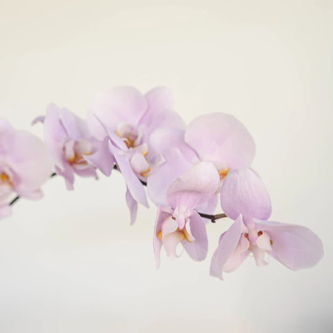 Phalaenopsis Orchid Bicolor Lavender Blush Stem - Image