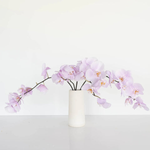 Phalaenopsis Orchid Bicolor Lavender Blush Vase - Image