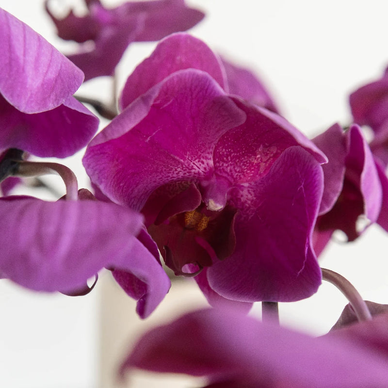 Phalaenopsis Orchid Purple Flower Close Up - Image