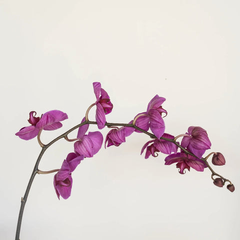 Phalaenopsis Orchid Purple Flower Stem - Image