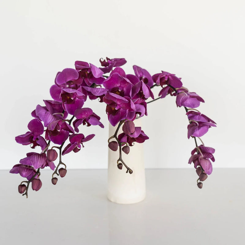 Phalaenopsis Orchid Purple Flower Vase - Image