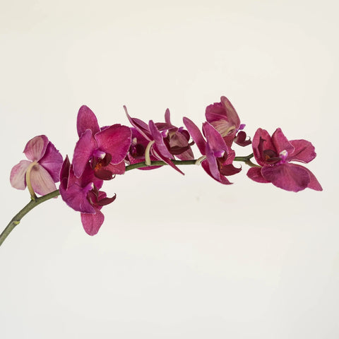 Phalaenopsis Orchid Red Dream Stem - Image