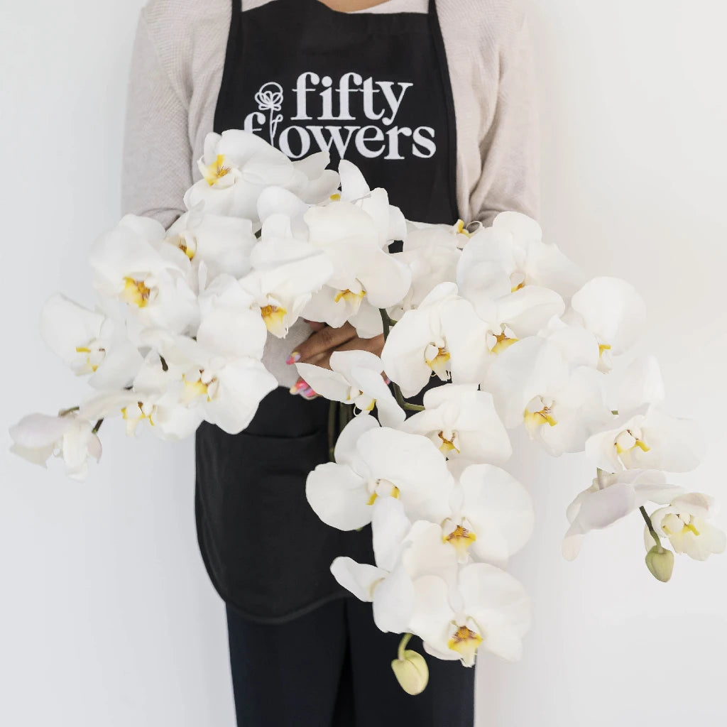 Buy Wholesale White Phalaenopsis Orchid In Bulk - FiftyFlowers