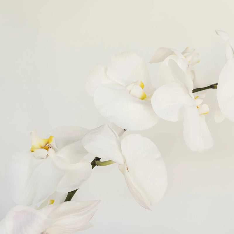Phalaenopsis Orchid Stem - Image